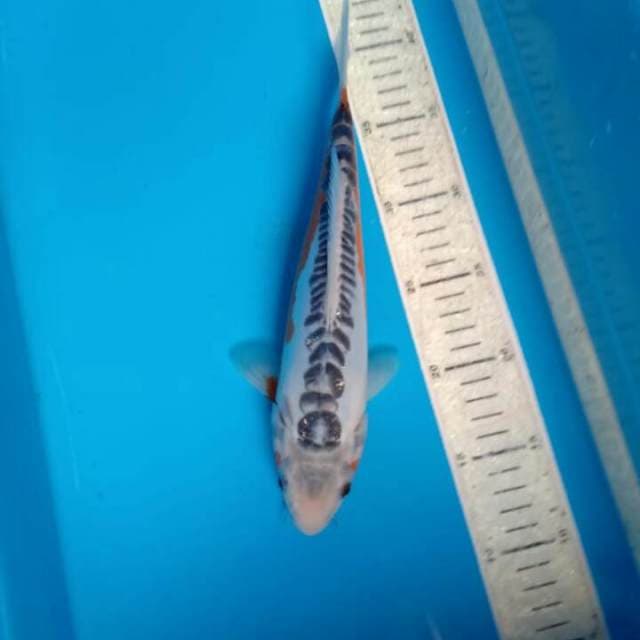 Shusui 29cm