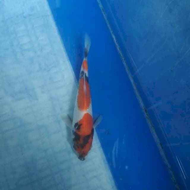 Showa 16 cm