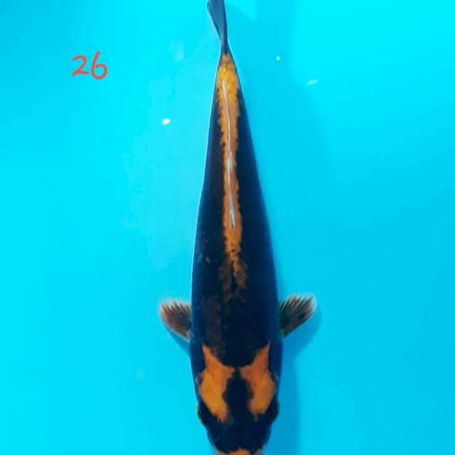 tejo