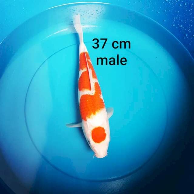 KOHAKU 37