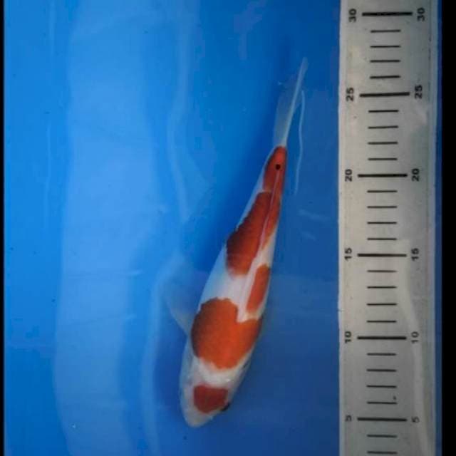 Sanke 24 cm BU