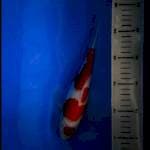Sanke 24 cm BU