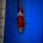 Kohaku Doitsu 24 cm BU