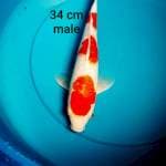 KOHAKU FULL GINRIN RATA 34