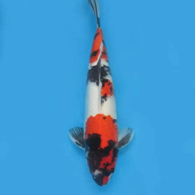 Showa sanshoku 53cm