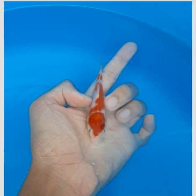 Kohaku 3 step calon super 15cm