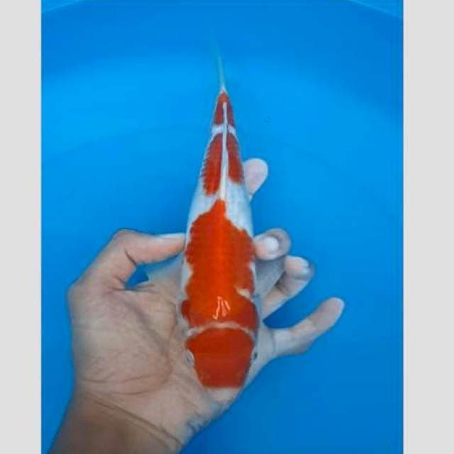 Super kohaku 30cm male