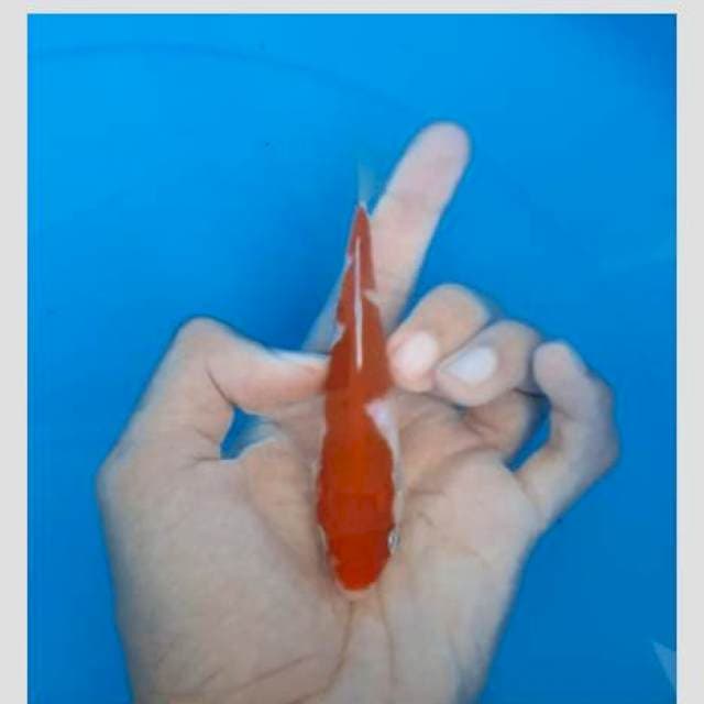 Inazuma kohaku 15cm kereeen