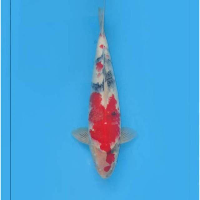 F1 JUMBO TOSAI MALE SHOWA 