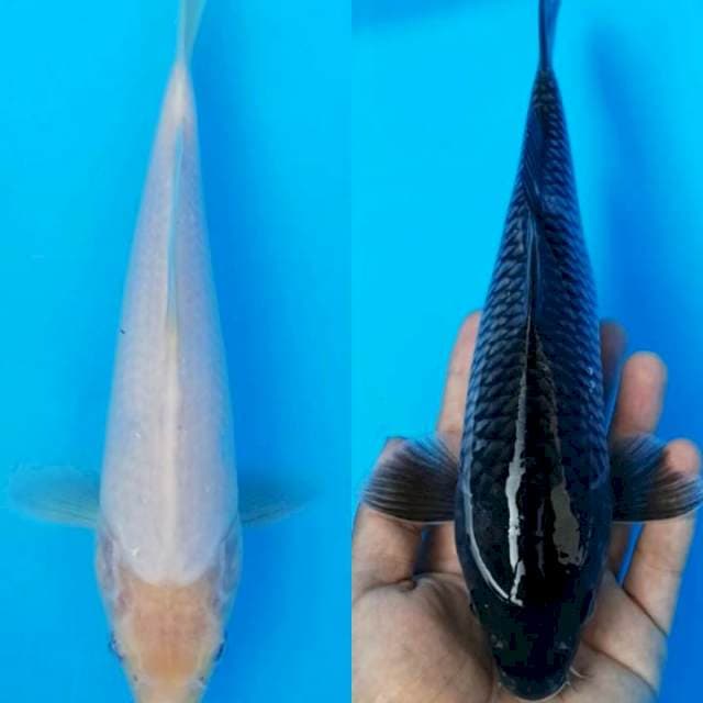 Black and white  kawarimono 26cm