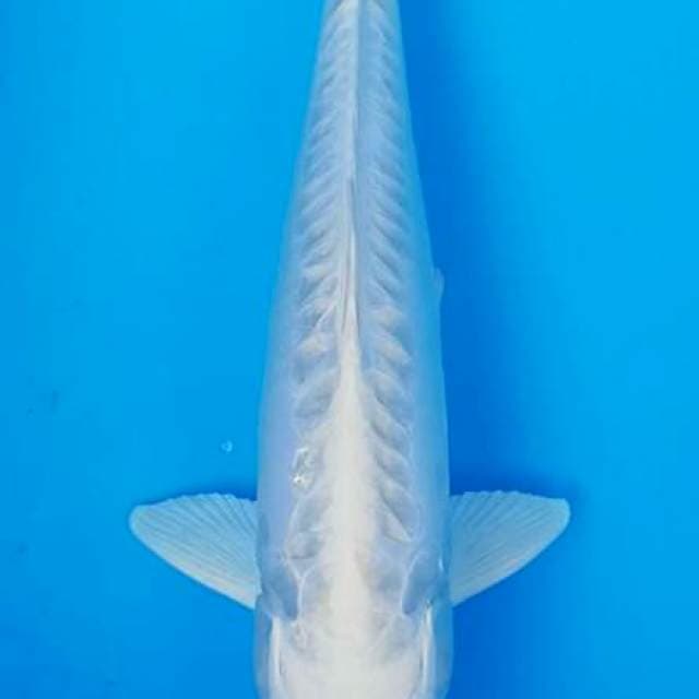 Platinum aragoke sisik naga 30cm