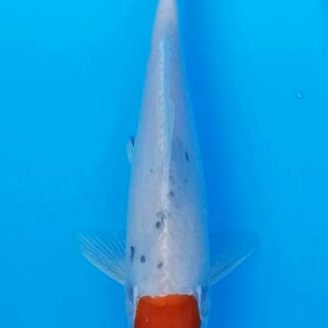 Mini tancho heisei nikishi 18cm