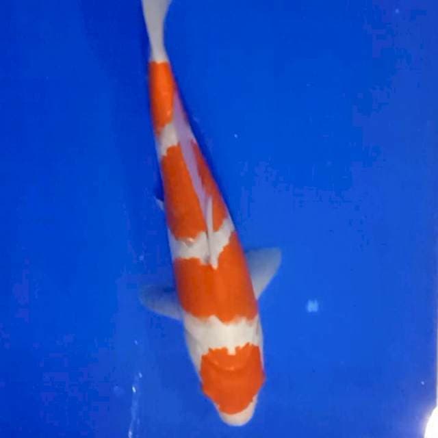 Kohaku 4 step, 33cm