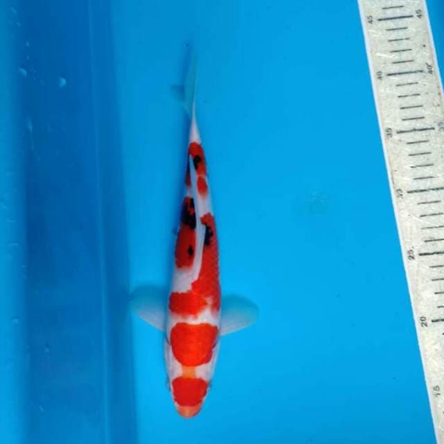 Sanke 28cm