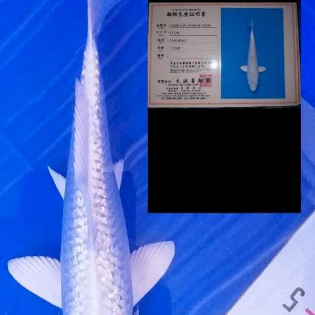 Platinum marusei 18 cm.