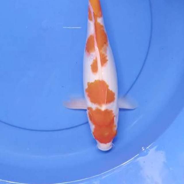 Koyo 35 bu34