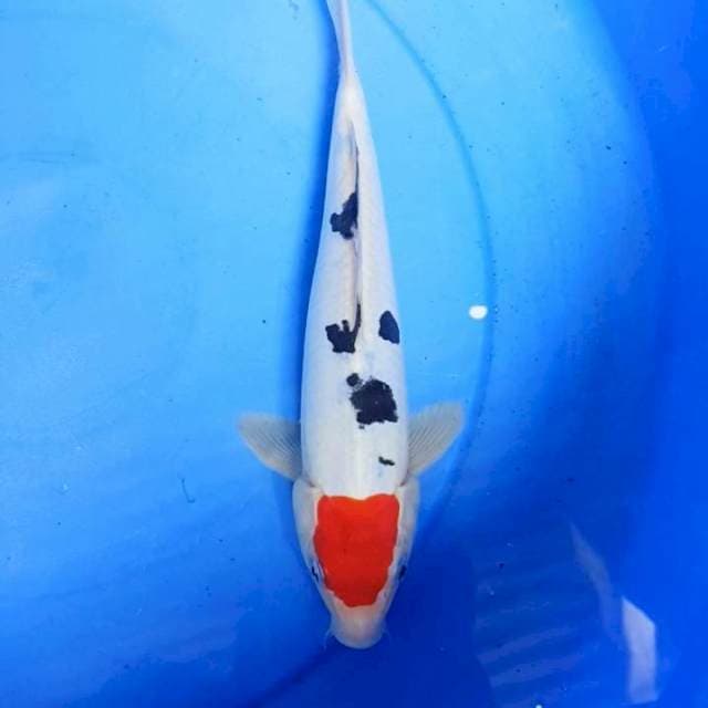 25CM Original Doitsu Tancho Sanke 