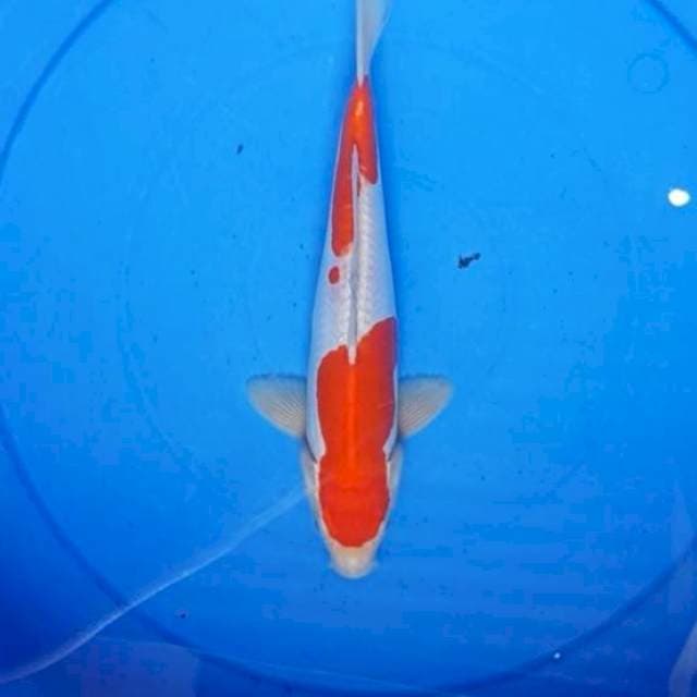 27CM Original Kohaku doitsu