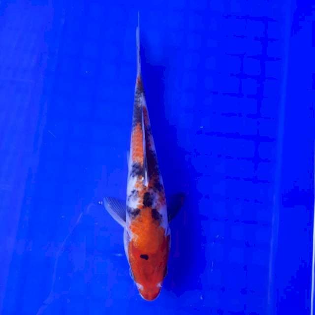 SHOWA 18 - cm
