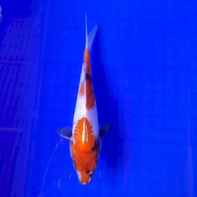 KINDAI SHOWA 19 cm