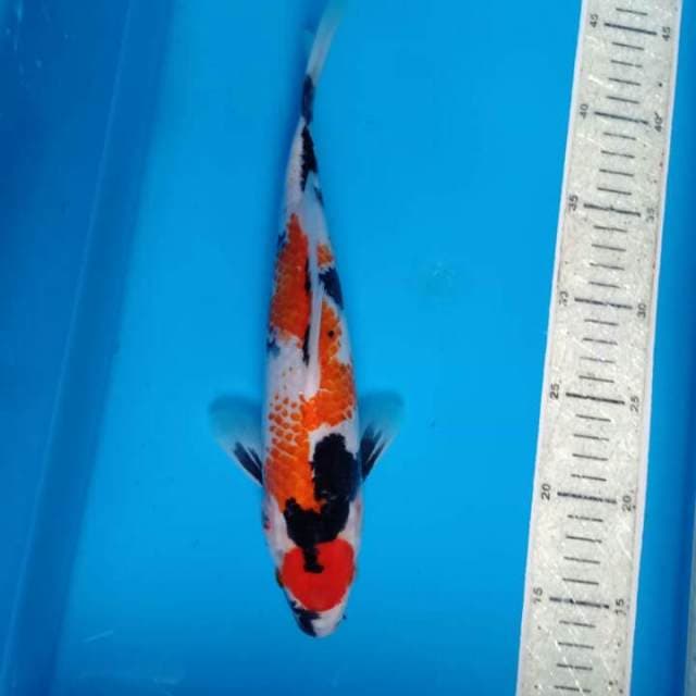 Showa kanoko 30cm
