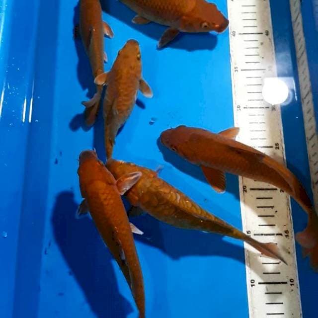 CHAGOI TEMBAGA 18-25 CM