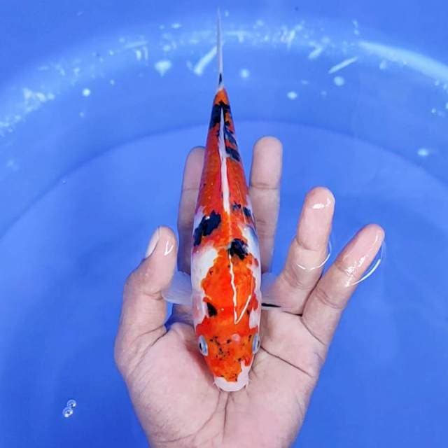 sanke / 20 cm