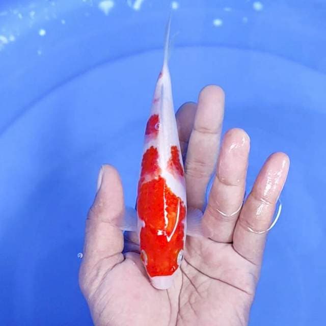 kuhaku / 17 cm