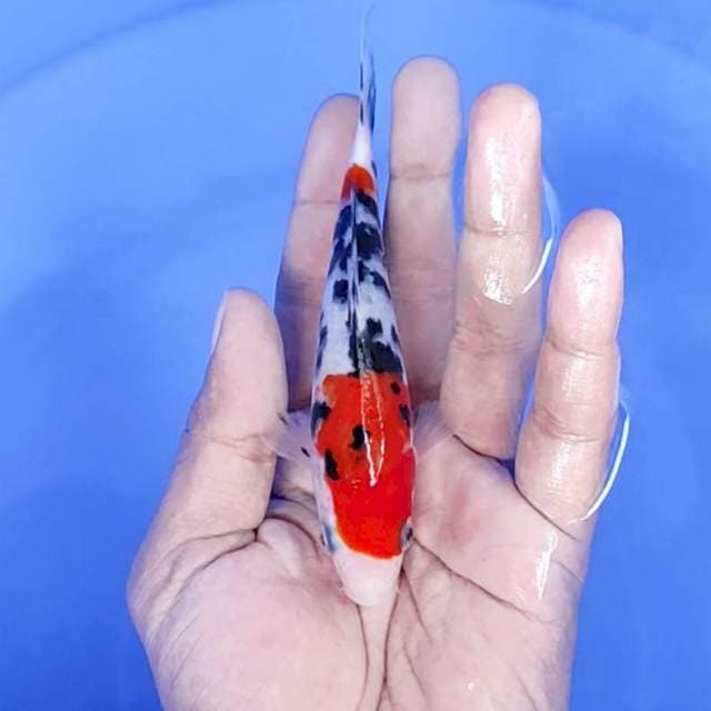 sanke / 13 cm