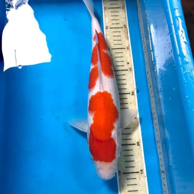 Kohaku, 38 cm
