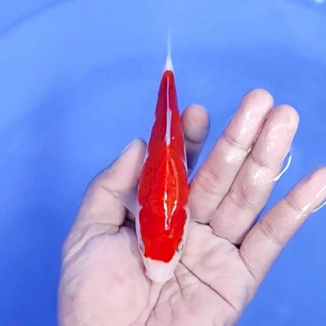 kuhaku / 15 cm
