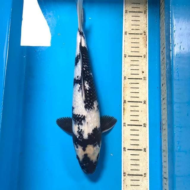 Shiro Ginrin, 34 cm