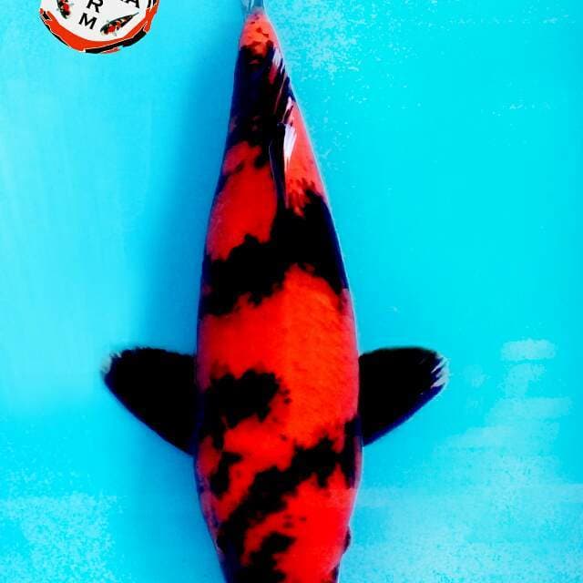 Hi utsuri