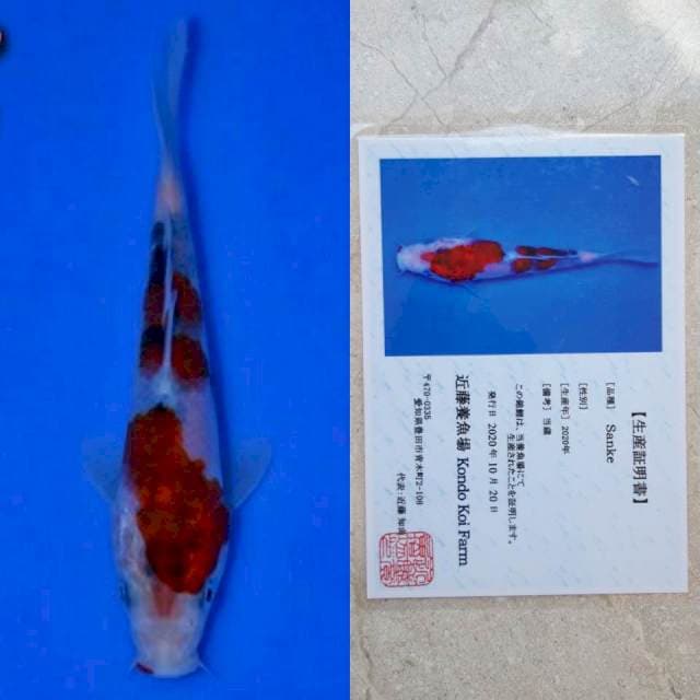 kondo sanke 15cm serty