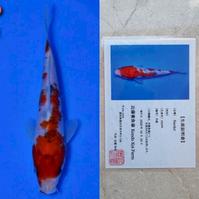 kondo sanke 14cm serty