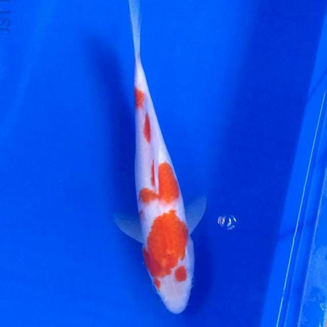 KOHAKU F1