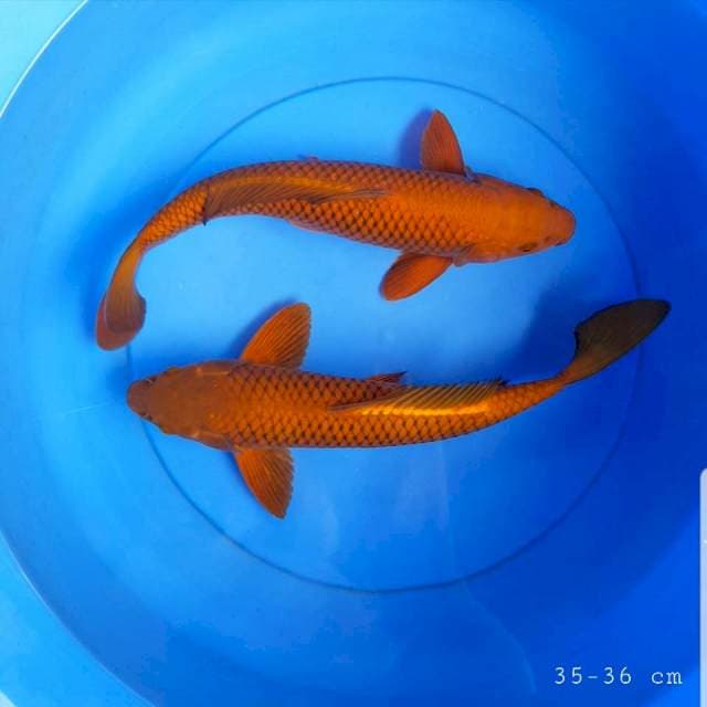 Paket Chagoi tembaga 35-36 cm