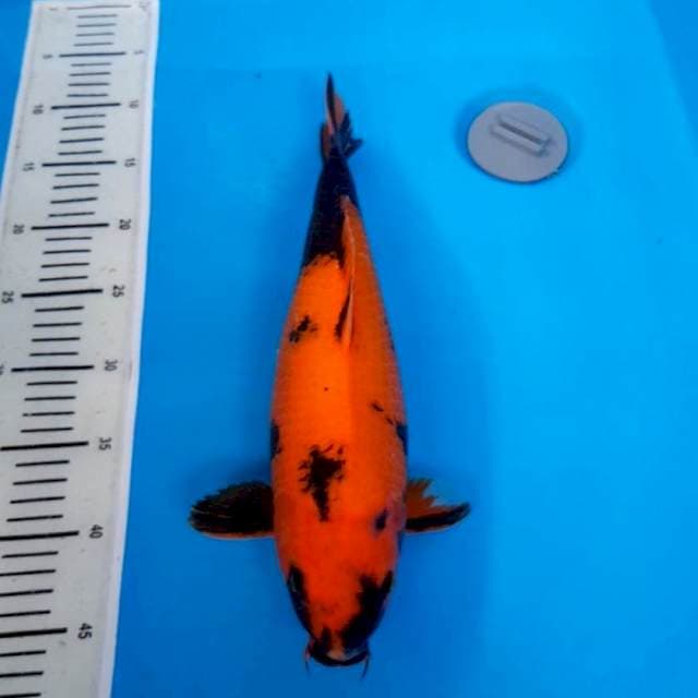 Hi utsuri 37 cm