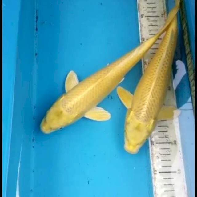 Ogon 33cm