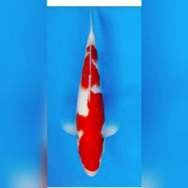Kohaku