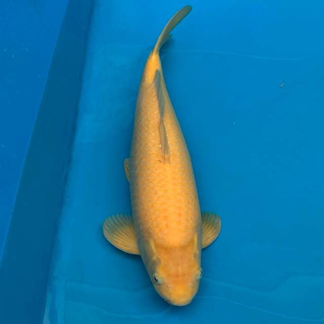 KARASHI MALE JUMBO 50bu