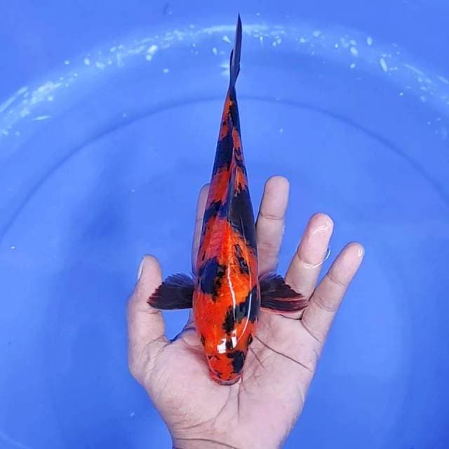 1. Hi Utsuri || 26 cm || Jantan