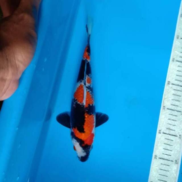 Showa 28cm