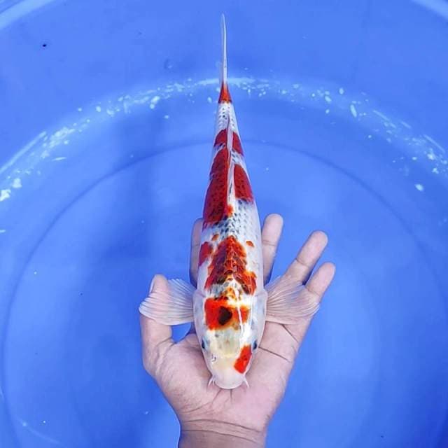 3. Goshiki || 34 cm || Jantan
