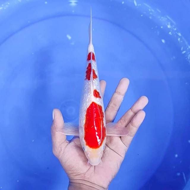 5. Kohaku Ginrin || 27 cm || Jantan