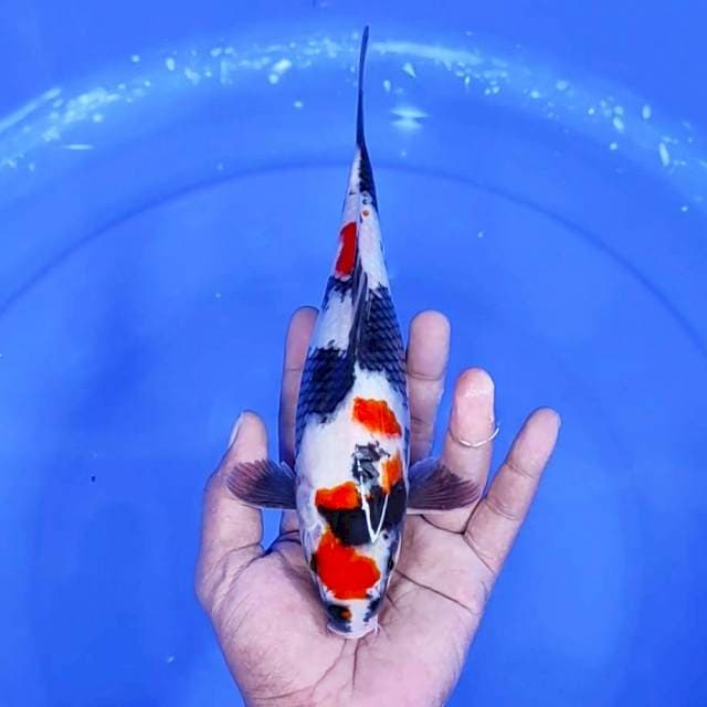 6. Maruten Kindai Showa || 25 cm