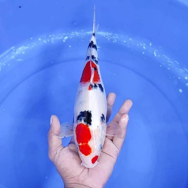 7. Sanke || 32 cm