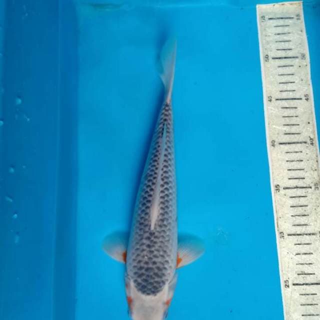 Asagi 30cm