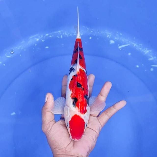 9. Maruten Sanke Doitsu || 30 cm || Jantan