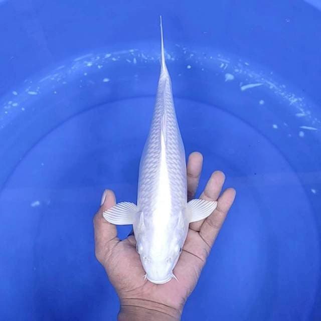 11. Platinum || 32 cm